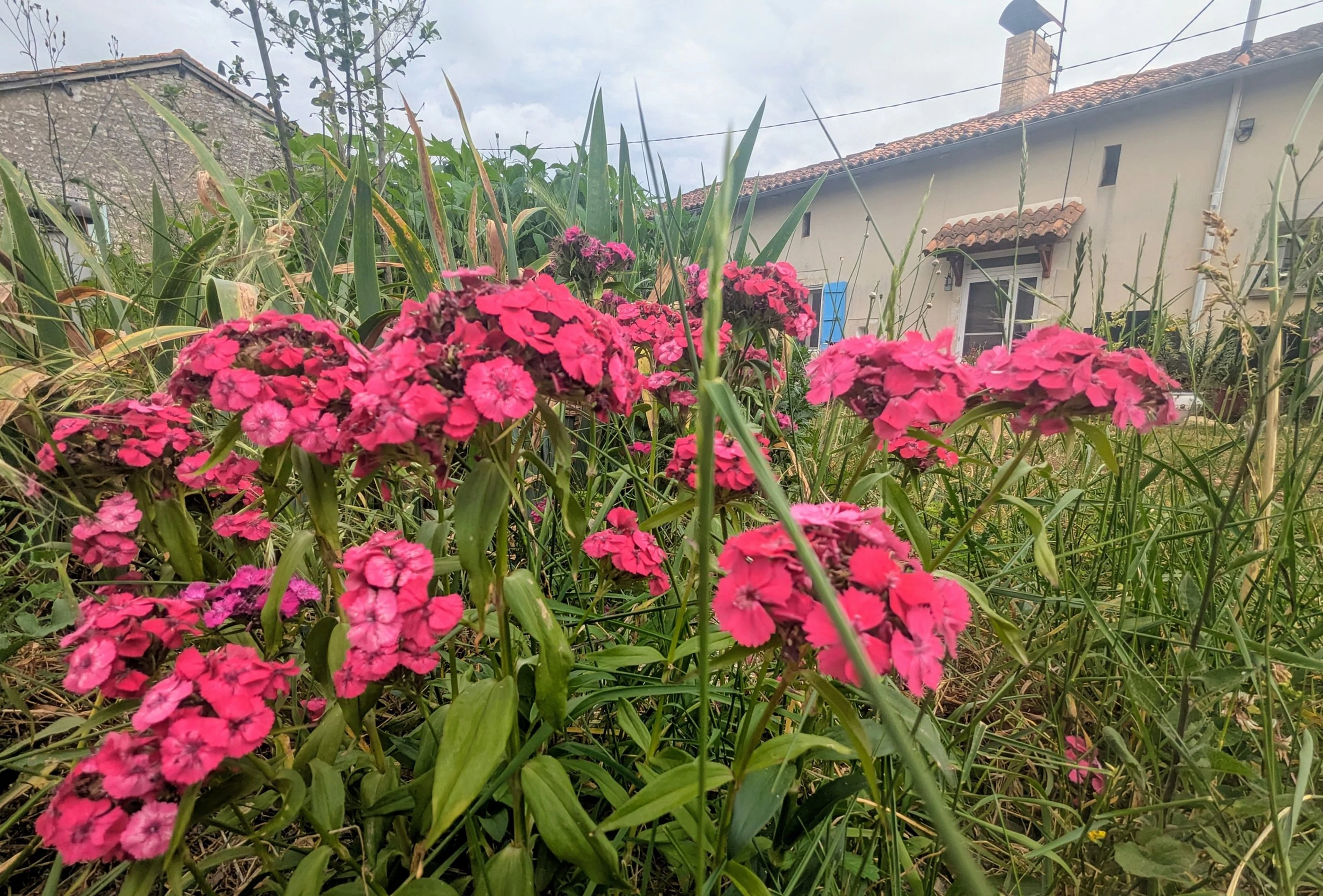 Jardin fleuri devant la longère charentaise